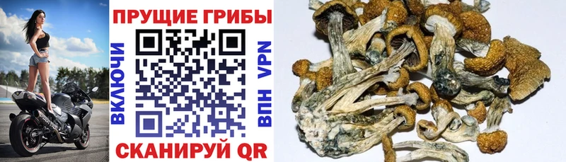 купить   Щучье  Галлюциногенные грибы GOLDEN TEACHER 